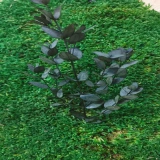 Parvifolia stabilizowana – wygląd, trwałość i zastosowanie