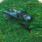 Salal stabilizowany – wygląd i zastosowanie