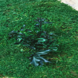 Pittosporum stabilizowane – kontrast i zastosowanie