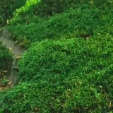 Mech płaski stabilizowany do zielonych ścian