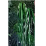 Bear grass (Trawa niedźwiedzia) stabilizowana