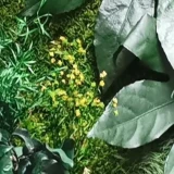 Fleuri stabilizowane – dodatek do mchu