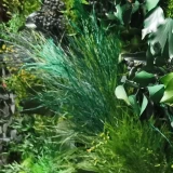 Tree Fern stabilizowany – egzotyczna objętość | Mossarte