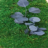 Eukaliptus stabilizowany – wygląd i zastosowanie