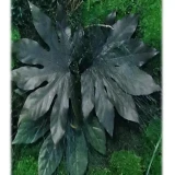 Aralia stabilizowana – wygląd, trwałość i zastosowanie