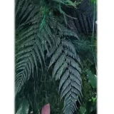 Paproć stabilizowana – wygląd, trwałość i zastosowanie