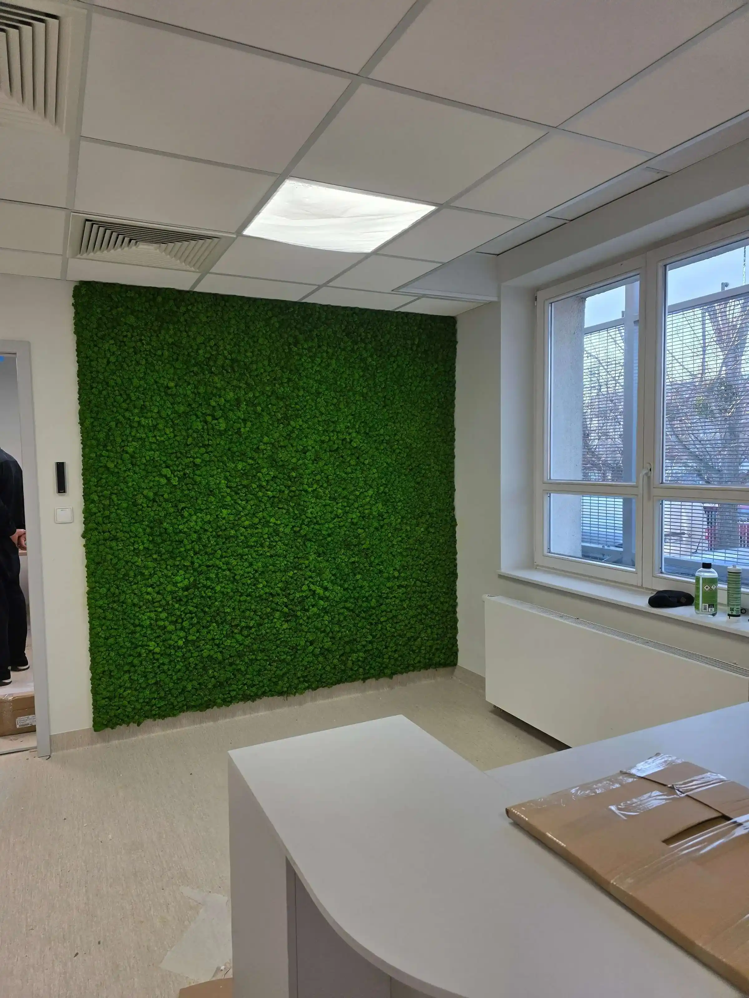 Chrobotek reniferowy – mech dekoracyjny premium w aranżacji biura