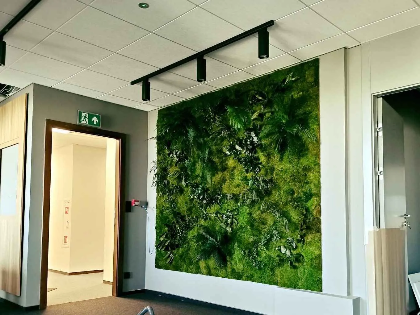 Zielona ściana z mchu stabilizowanego w biurze Tako Media