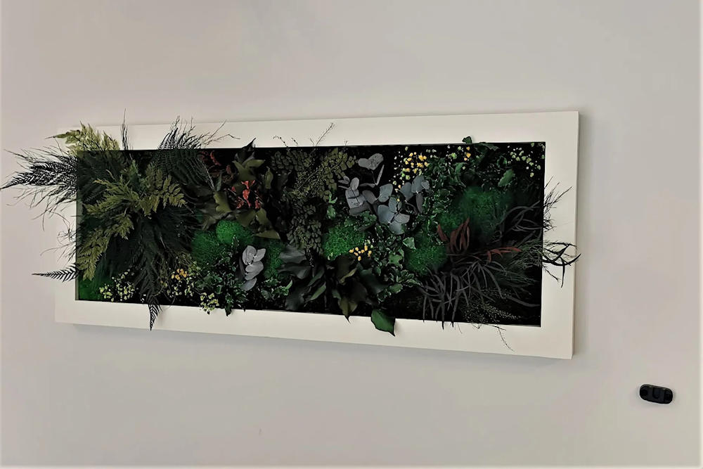 zieleń w mieszkaniu – panoramiczny obraz z roślin stabilizowanych w białej ramie