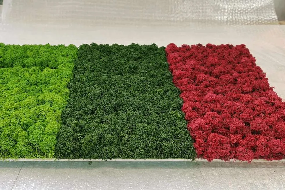 Chrobotek reniferowy