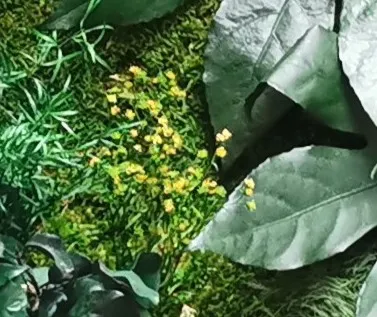 Fleuri stabilizowane o drobnej, koronkowej strukturze - realizacja Mossarte